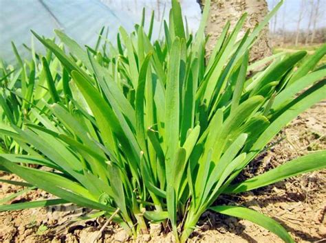 韭菜怎麼種|在家種韭菜如何養得又肥又壯？5步種植法，包你茬茬。